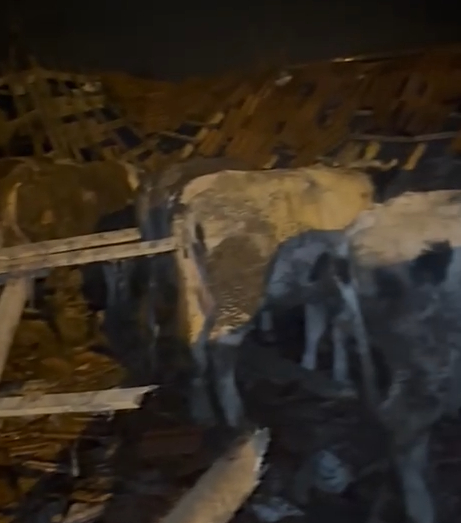 Besi çiftliğinin çatısı çöktü; Büyükbaş hayvanlar telef oldu