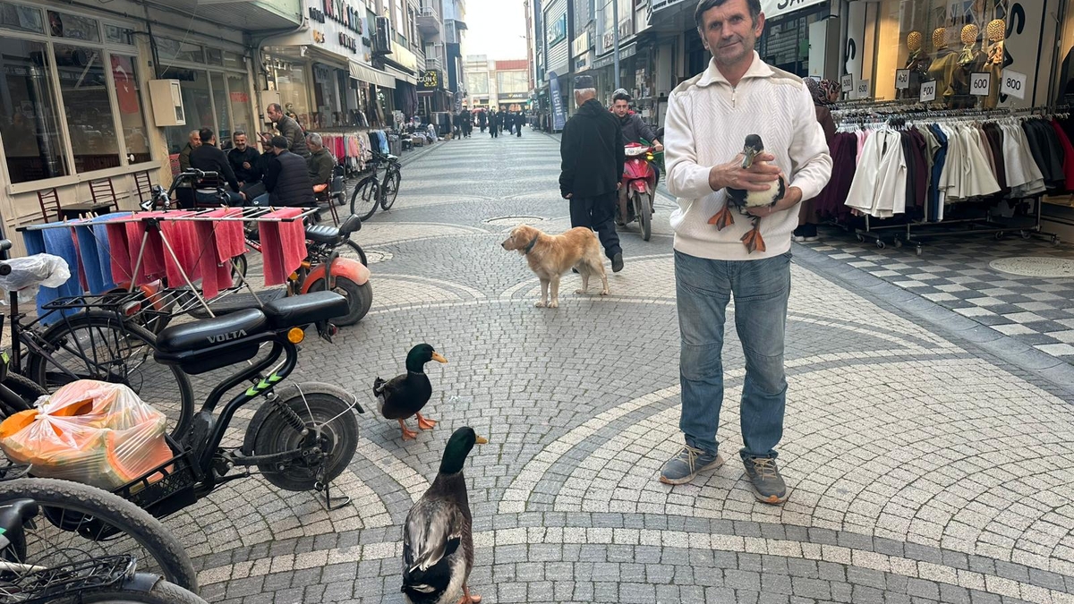 Beslediği ördekleri yanından ayırmıyor