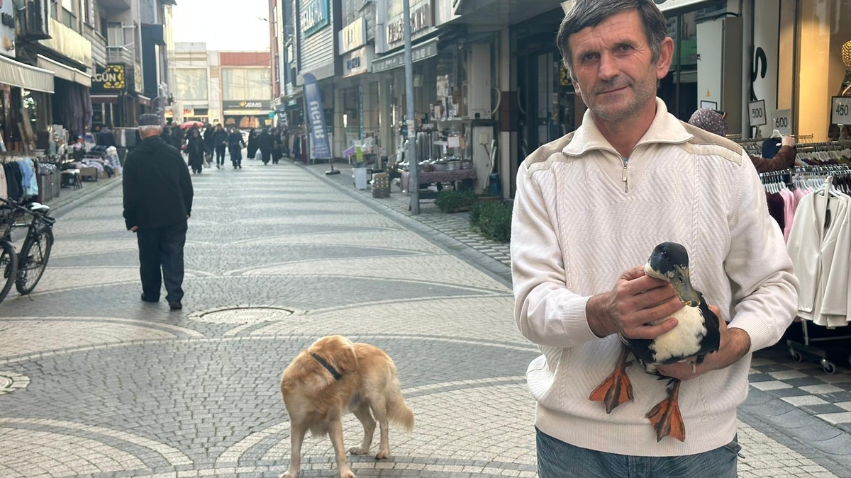 Beslediği ördekleri yanından ayırmıyor