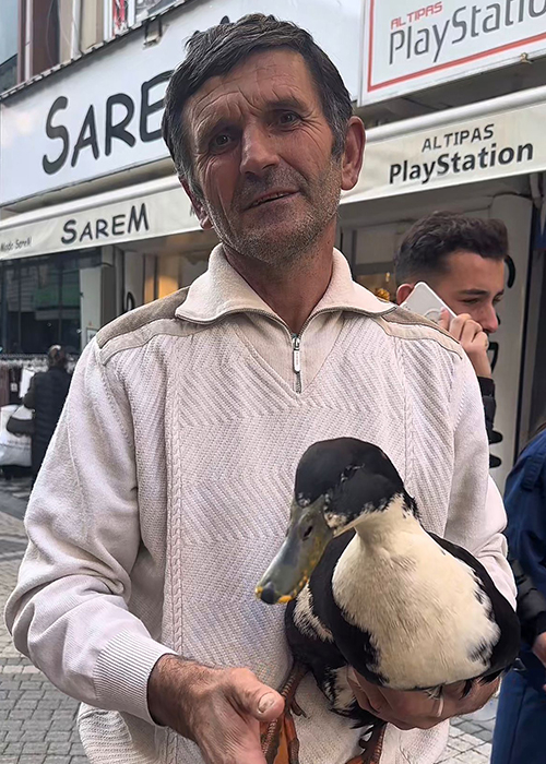 Beslediği ördekleri yanından ayırmıyor