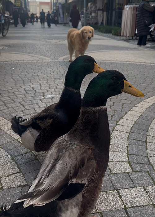 Beslediği ördekleri yanından ayırmıyor