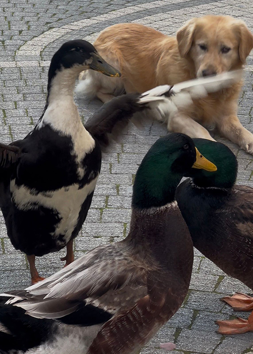 Beslediği ördekleri yanından ayırmıyor