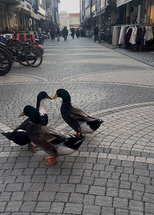 Beslediği ördekleri yanından ayırmıyor