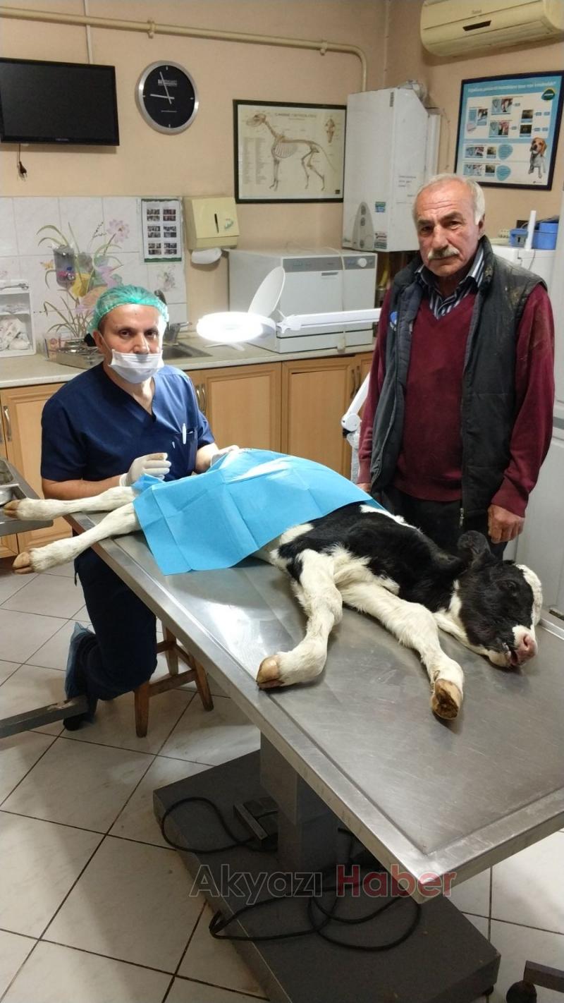 Bir günlük buzağı yapay makatla yaşayacak