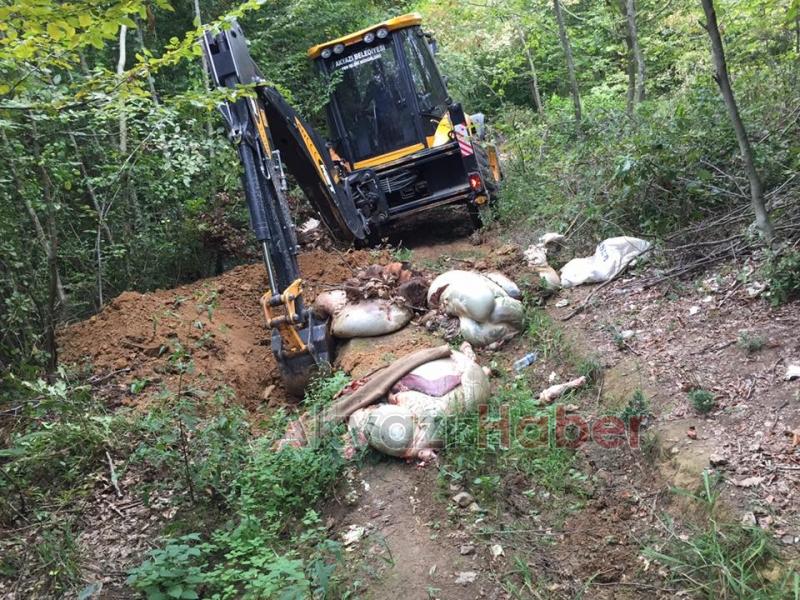 Bir İşkembe de Küçücek Ormanında