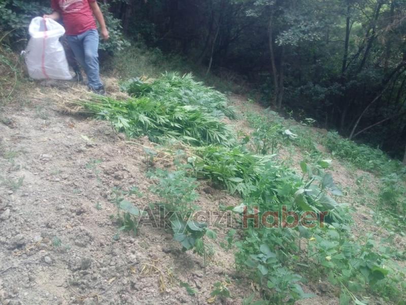 Bir seferde tam 2 bin 140 kök 