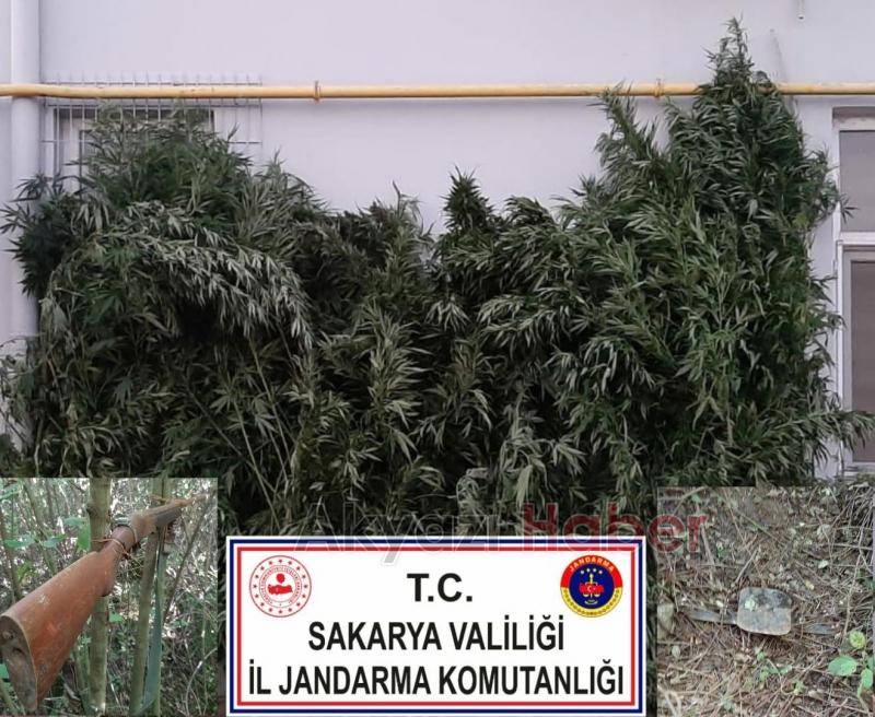 Böylesi ilk kez görüldü Kurt kapanı ve silahlı tuzak kurdular