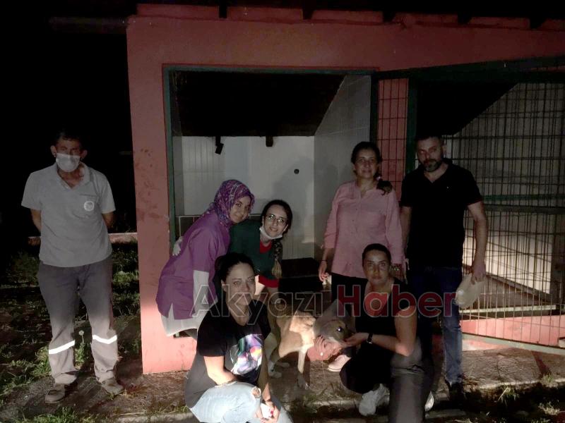 Büyükşehir Belediyesi Hayvana verdiği değeri bir kez daha gösterdi