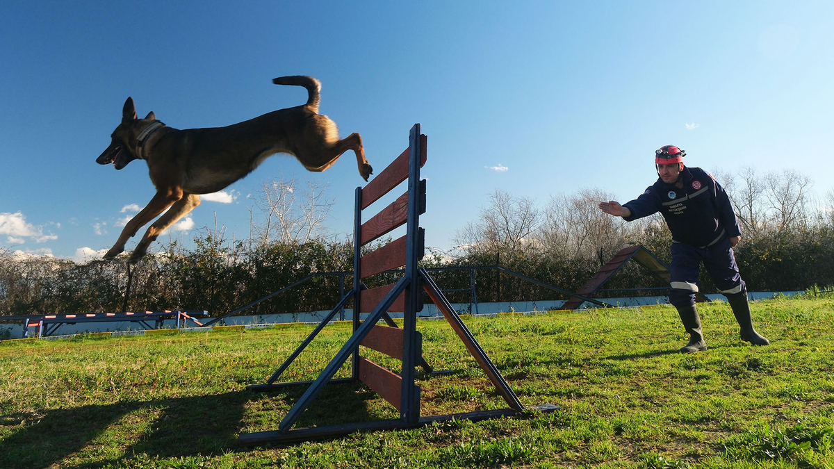 Büyükşehirin K9 Arama Kurtarma köpekleri göreve hazır