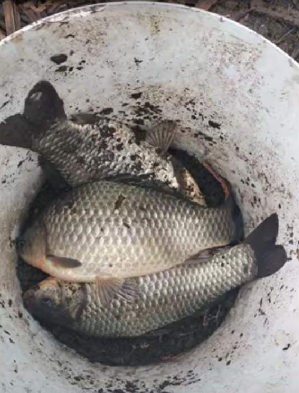 Çaltıcak Gölü'nde İsrail sazanı alarmı