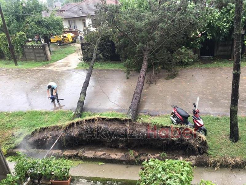 Çam Ağaçları Kökünden Sökülüp Devrildi
