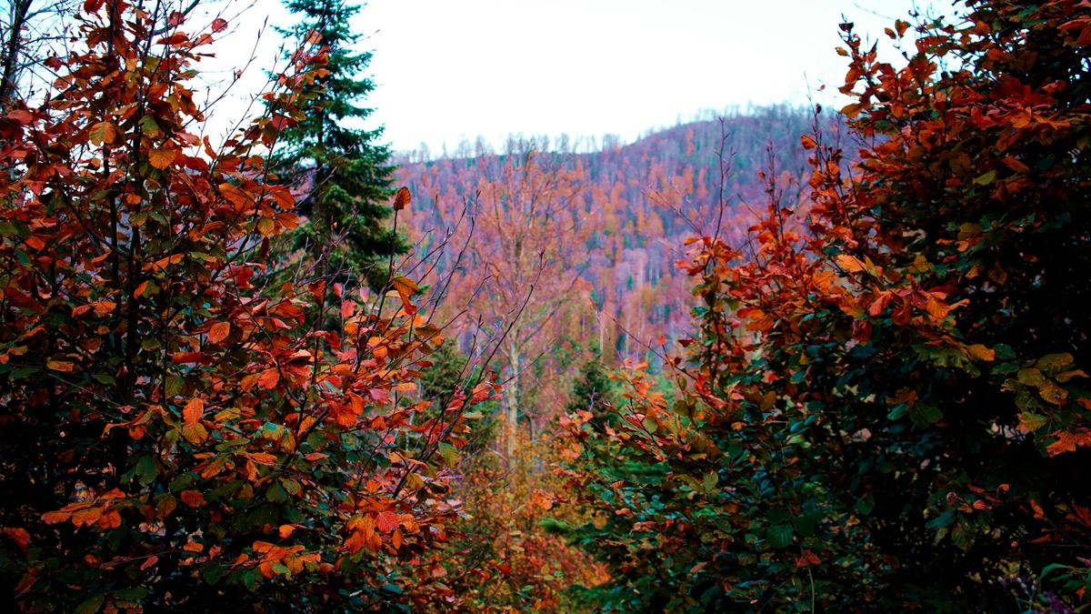 Çam Dağı'ndan kartpostallık fotoğraflar