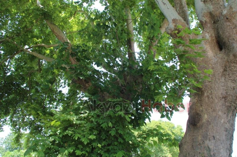 Çınar Ağacının içinden İncir Ağacı Çıktı