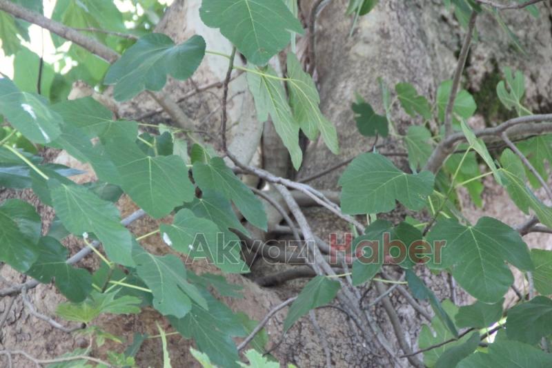 Çınar Ağacının içinden İncir Ağacı Çıktı