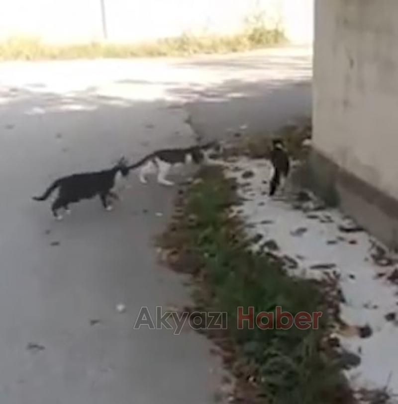 Değirmende büyüyen fare gök gürültüsünden korkmazmış