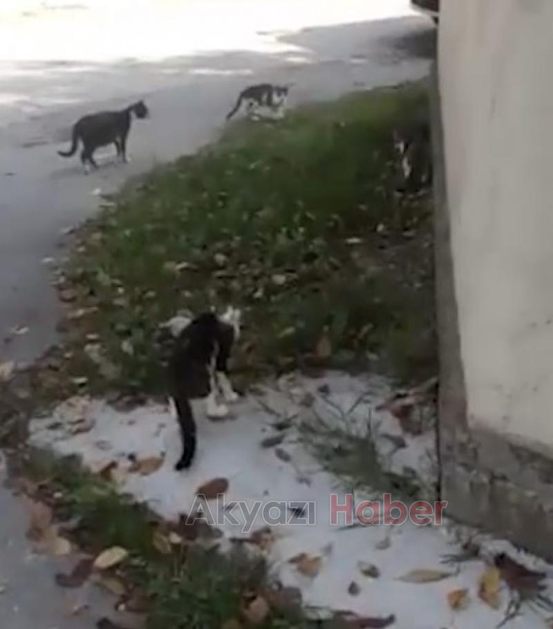 Değirmende büyüyen fare gök gürültüsünden korkmazmış