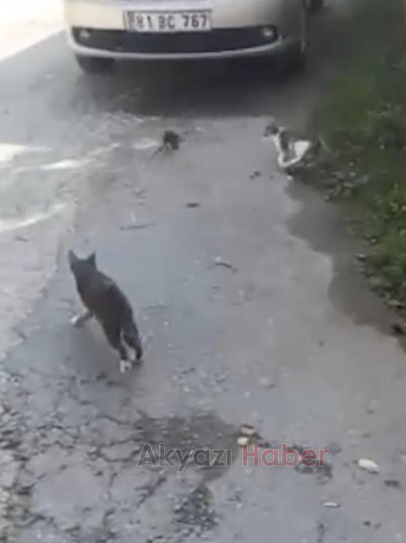 Değirmende büyüyen fare gök gürültüsünden korkmazmış