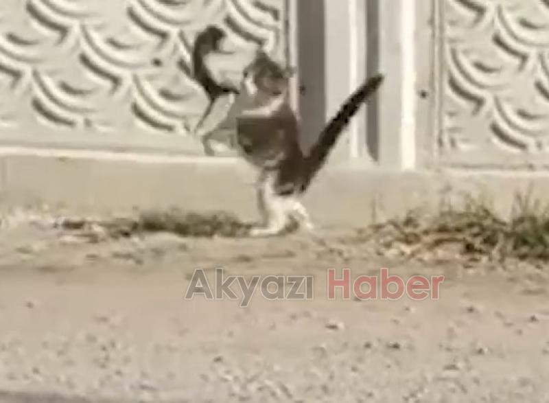 Değirmende büyüyen fare gök gürültüsünden korkmazmış