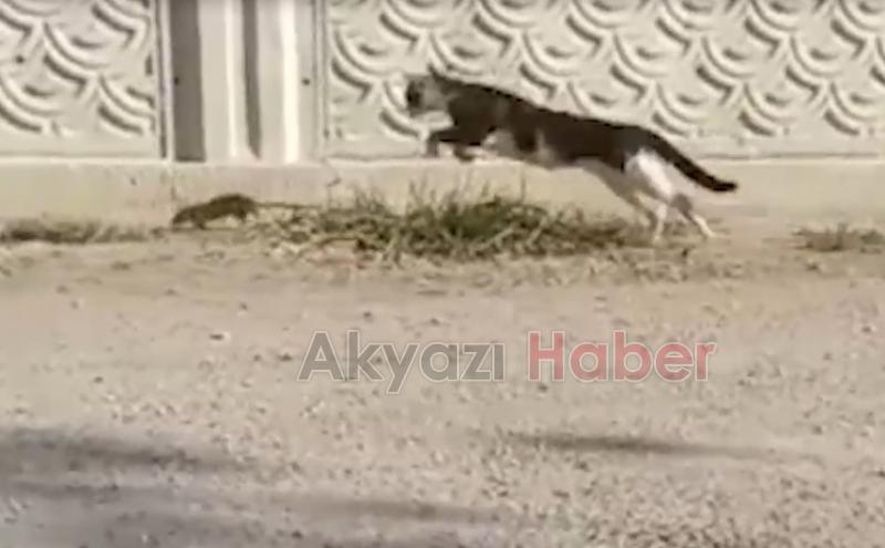 Değirmende büyüyen fare gök gürültüsünden korkmazmış