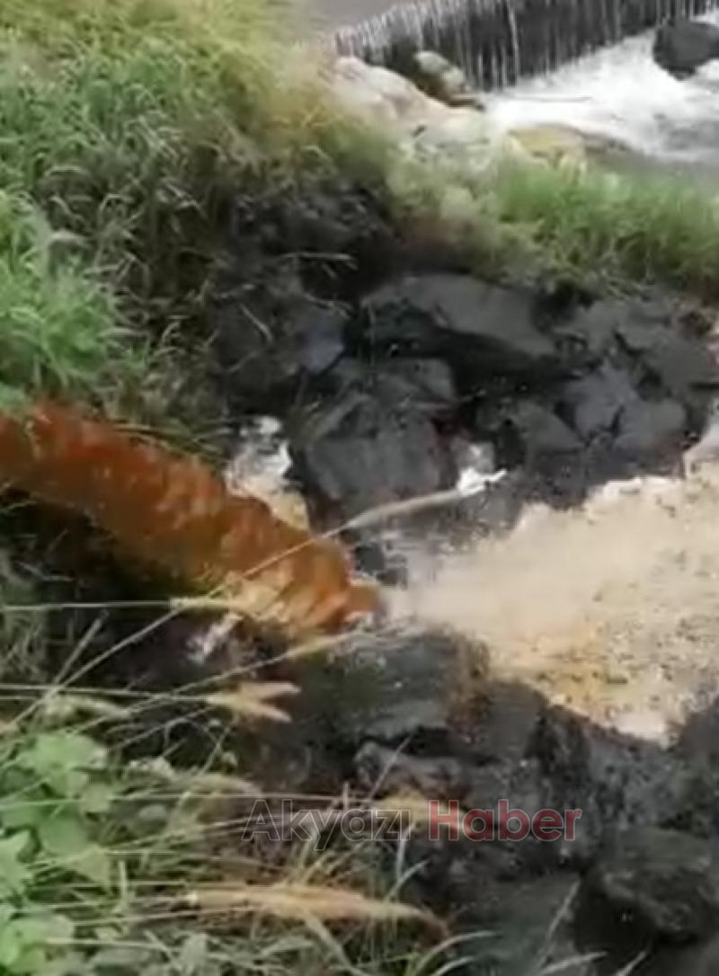  Dereleri zehirlemeye devam ediyoruz