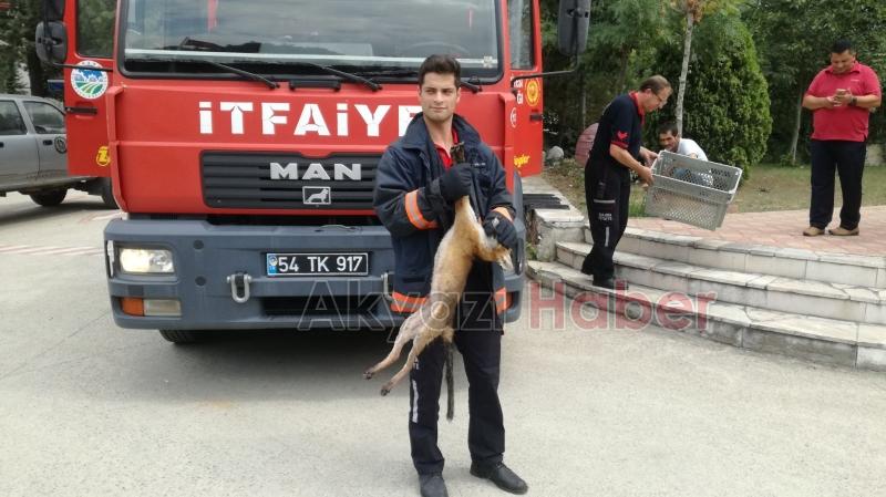 Dereye Düşen Çakal Yavrusunu İtfaiye Ekipleri Kurtardı