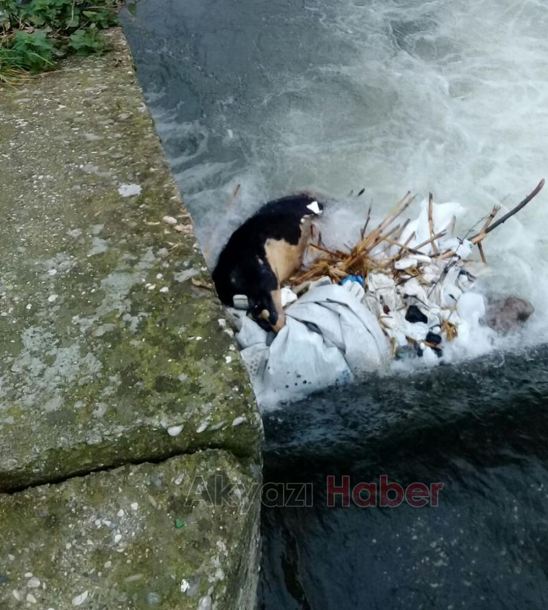 Dereye Düşen İnek Telef Oldu