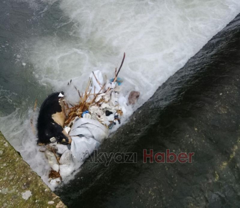 Dereye Düşen İnek Telef Oldu