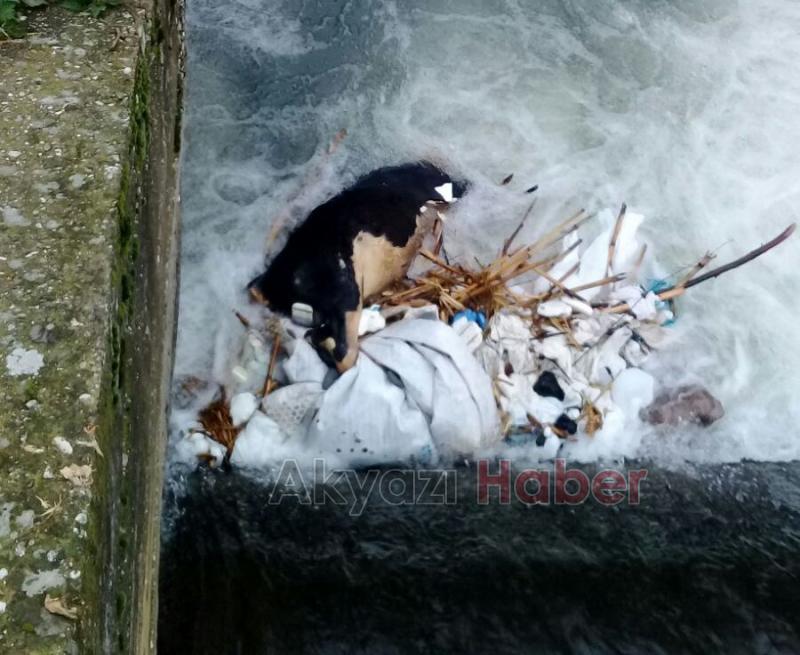 Dereye Düşen İnek Telef Oldu