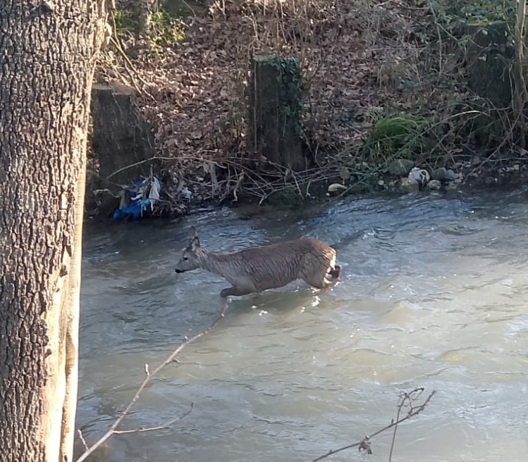 Dereye inen Karaca böyle görüntülendi