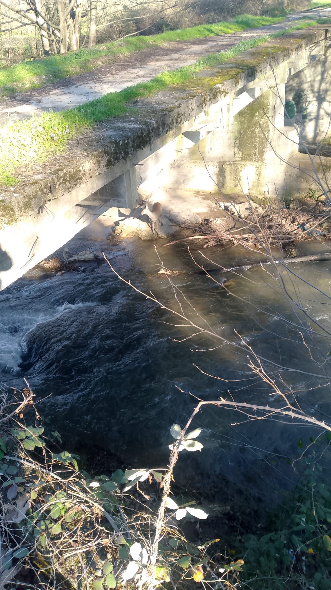 Dereye inen Karaca böyle görüntülendi