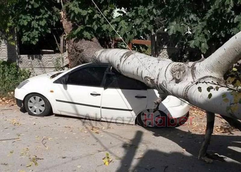 Dev ağaç aracın üzerine devrildi