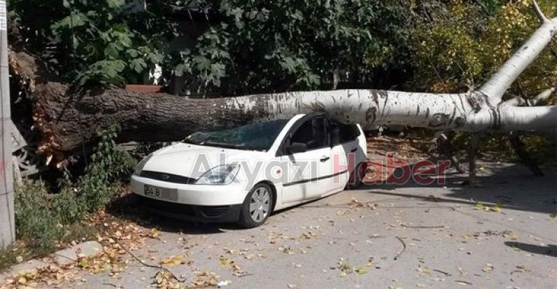 Dev ağaç aracın üzerine devrildi