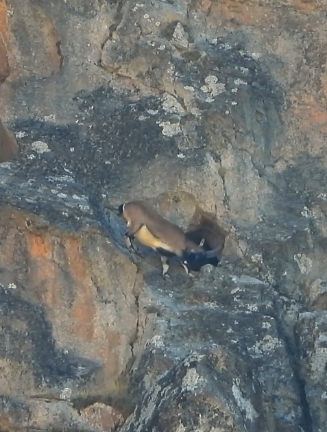 Dev boynuzları ile dar mağaraya böyle girdi