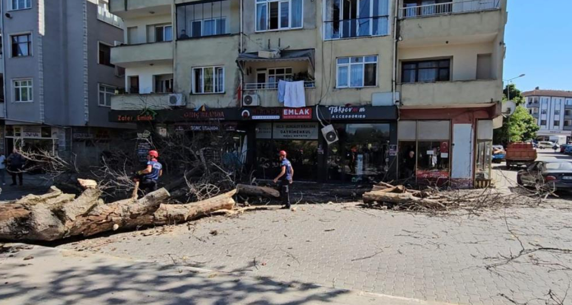 Dev çınar binanın üzerine devrildi