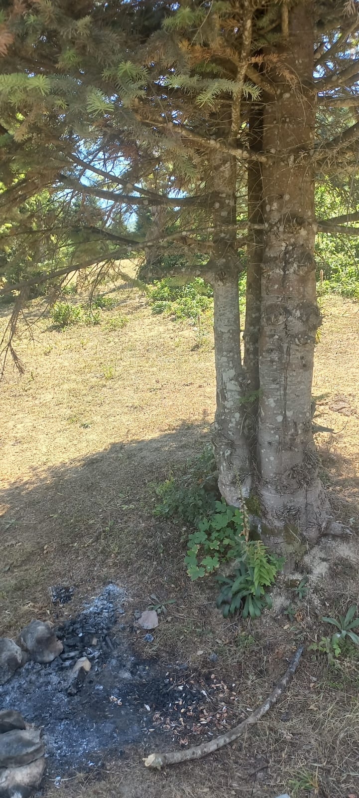 Doğa koruma için ücretli giriş: Acelle Yaylası mesire alanında yeni dönem