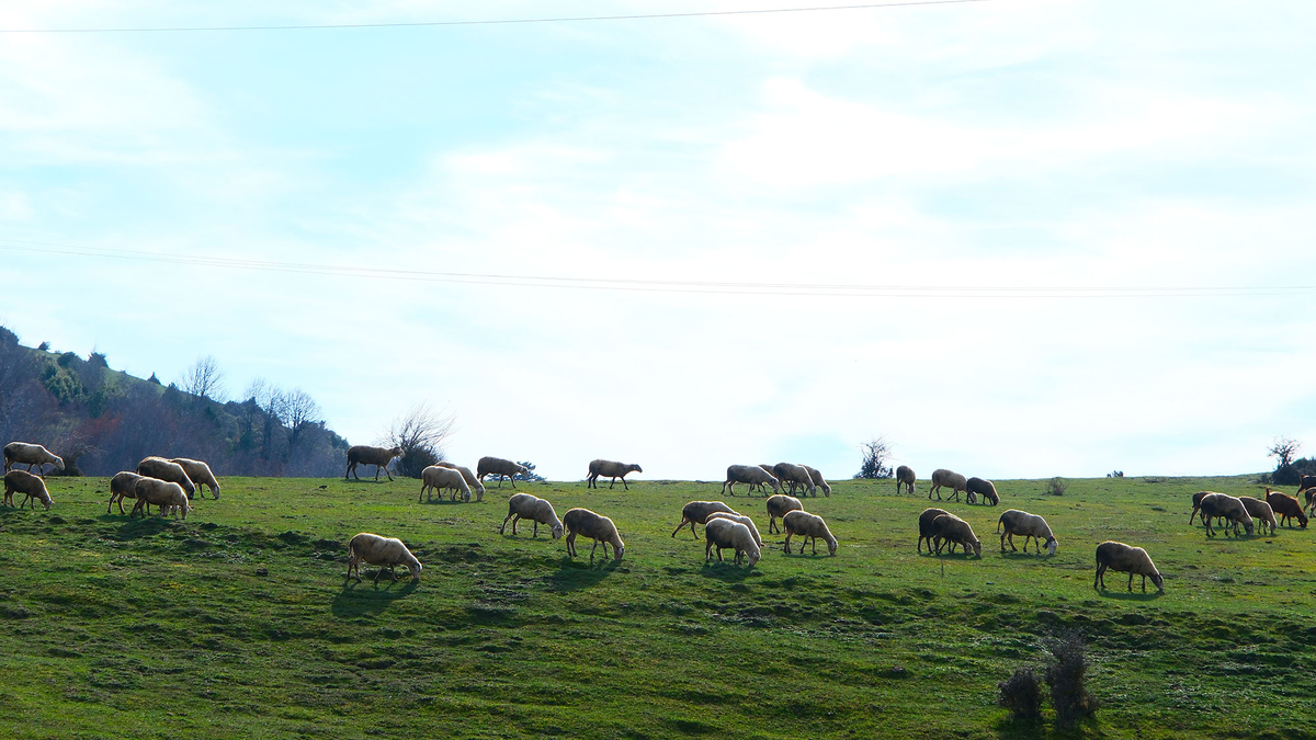 Doğa yürüyüşleri Karagöl ve Sultanpınarı Yaylası devam etti