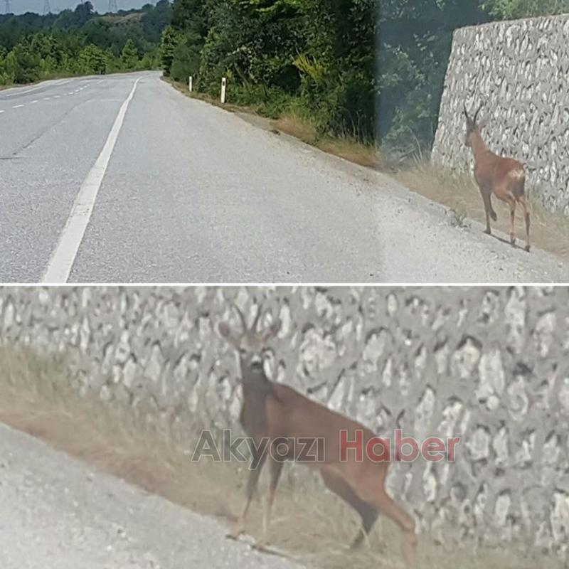DOKURCUN YOLUNDA GEYİK GÖRÜLDÜ