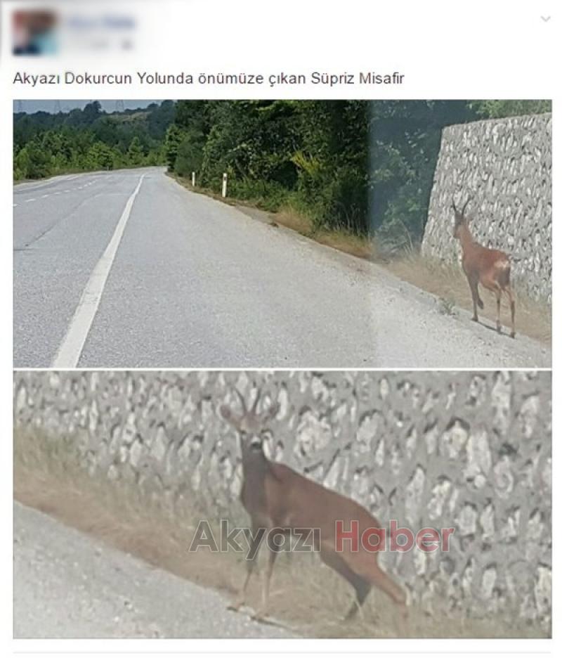DOKURCUN YOLUNDA GEYİK GÖRÜLDÜ