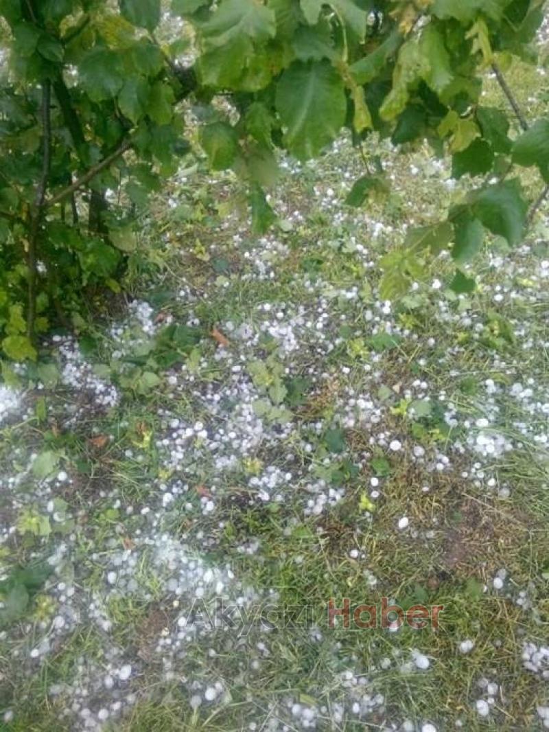 DOLU YAĞIŞI FINDIKLARA BÜYÜK ZARAR VERDİ