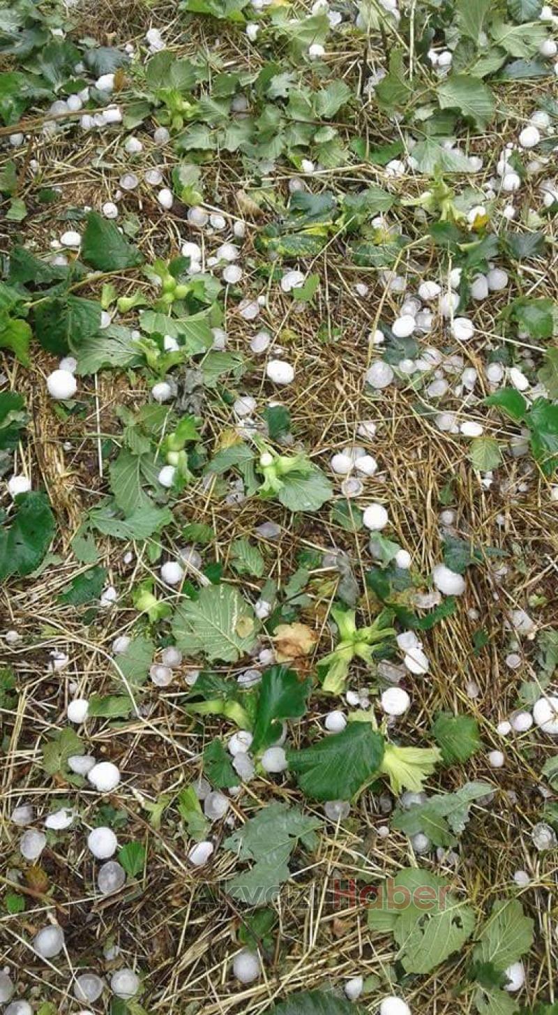 DOLU YAĞIŞI FINDIKLARA BÜYÜK ZARAR VERDİ