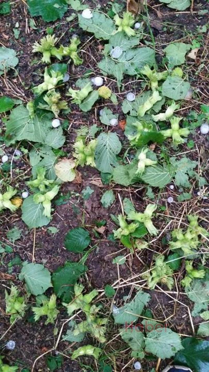 DOLU YAĞIŞI FINDIKLARA BÜYÜK ZARAR VERDİ