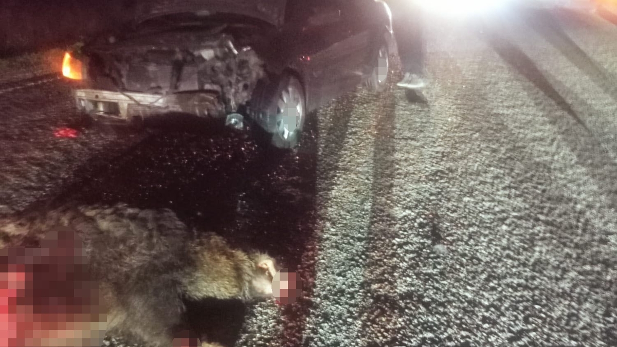 Domuza çarpan otomobil hurdaya döndü: 1 yaralı