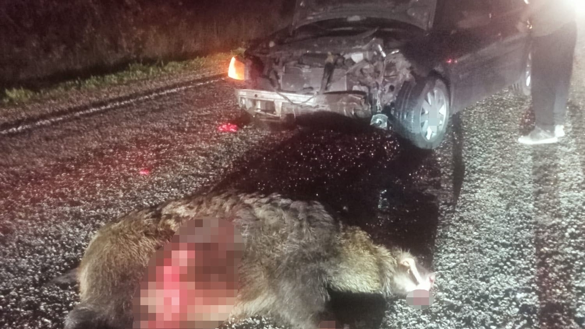 Domuza çarpan otomobil hurdaya döndü: 1 yaralı