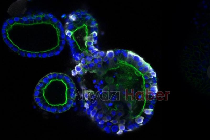 Dünyanın kabusu olan koronavirüsün en net görüntüsü