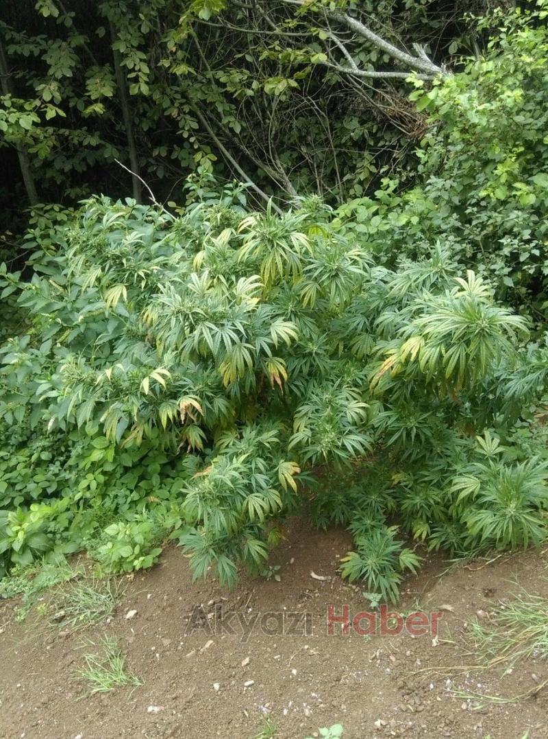 Emniyet Güçleri Uyuşturucu Tacirlerine Göz Açtırmıyor