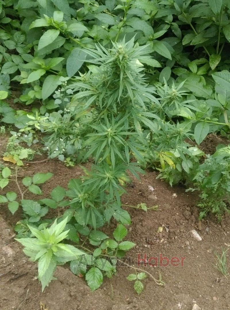 Emniyet Güçleri Uyuşturucu Tacirlerine Göz Açtırmıyor