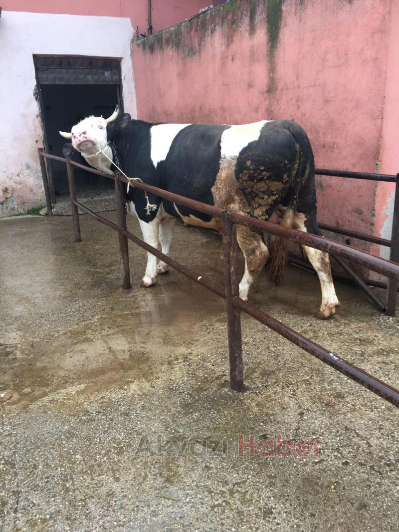 En Güvenilir ve Taze Et Kardeşler Et Dünyası’nda