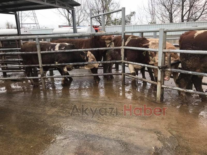 En Güvenilir ve Taze Et Kardeşler Et Dünyası’nda