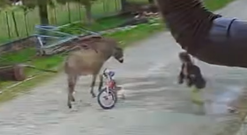 Eşek çocuğa saldırıp ağır yaraladı