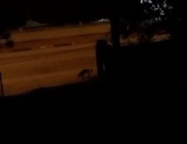 Ev sahibi tilkiyi köpeklerden korudu